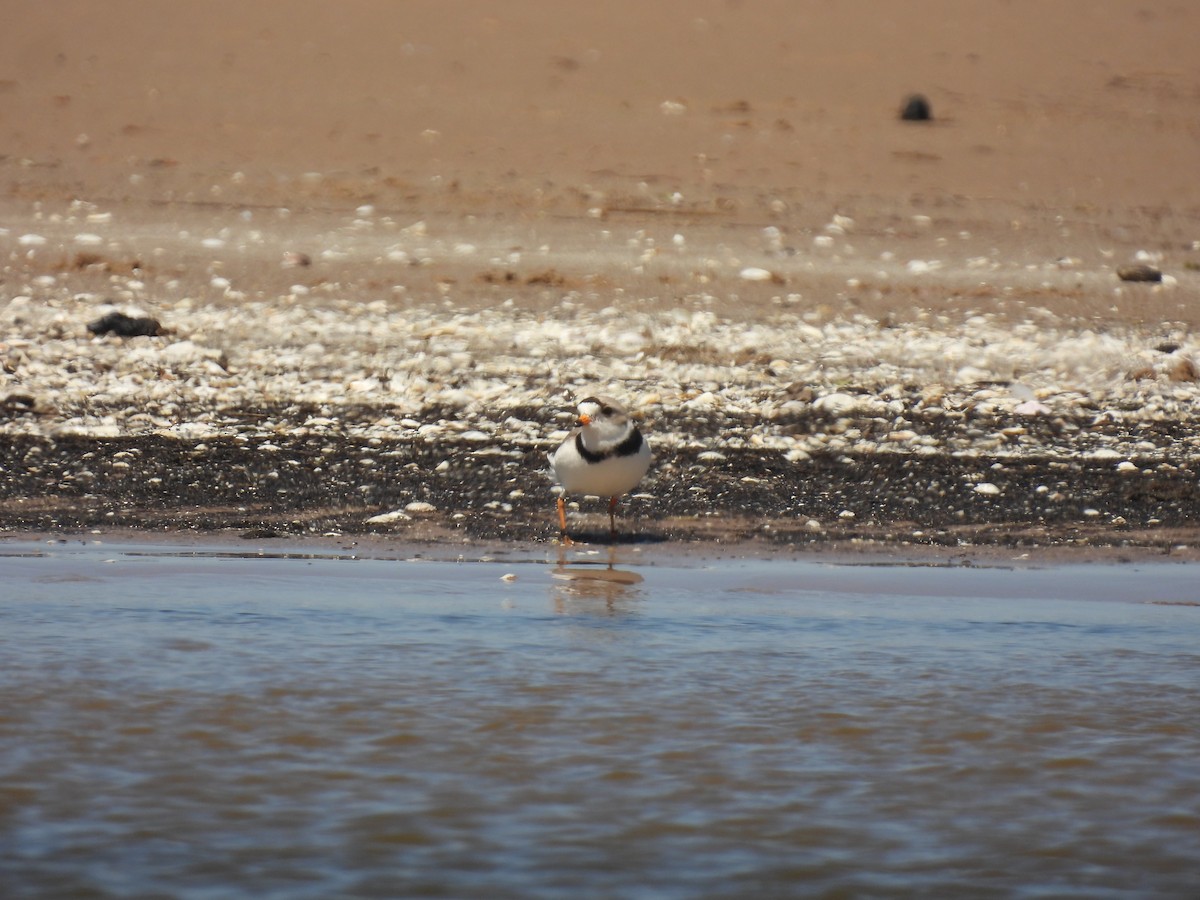 Piping Plover - ML620065072