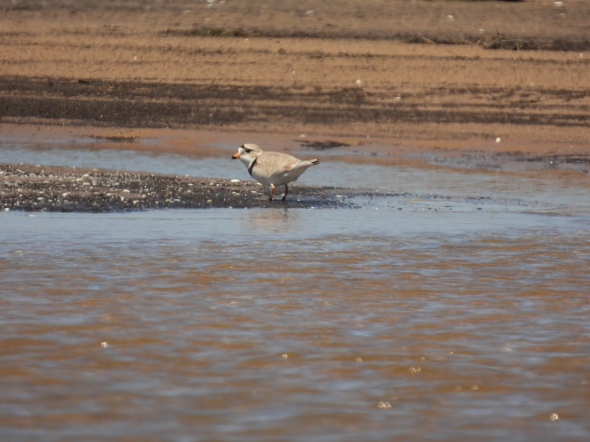 Piping Plover - ML620065079