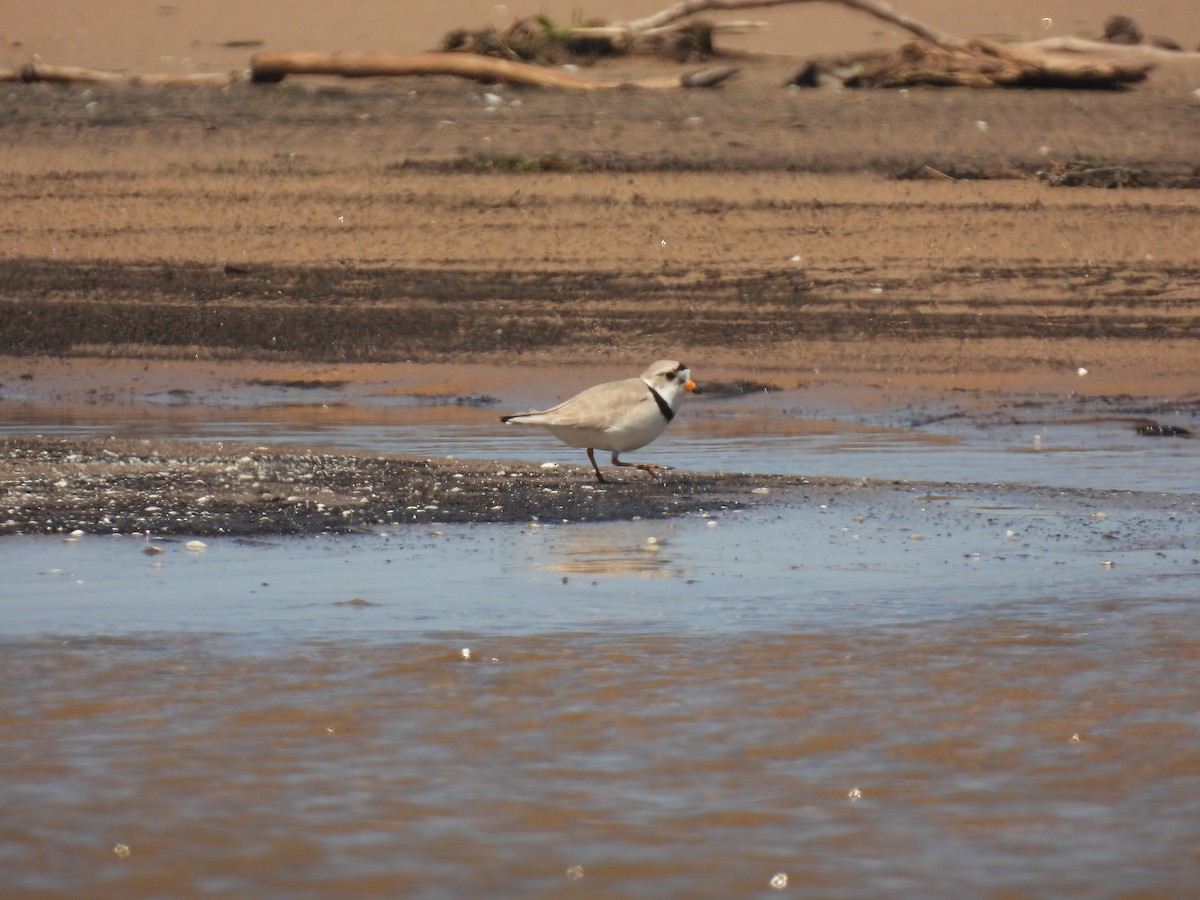 Piping Plover - ML620065090