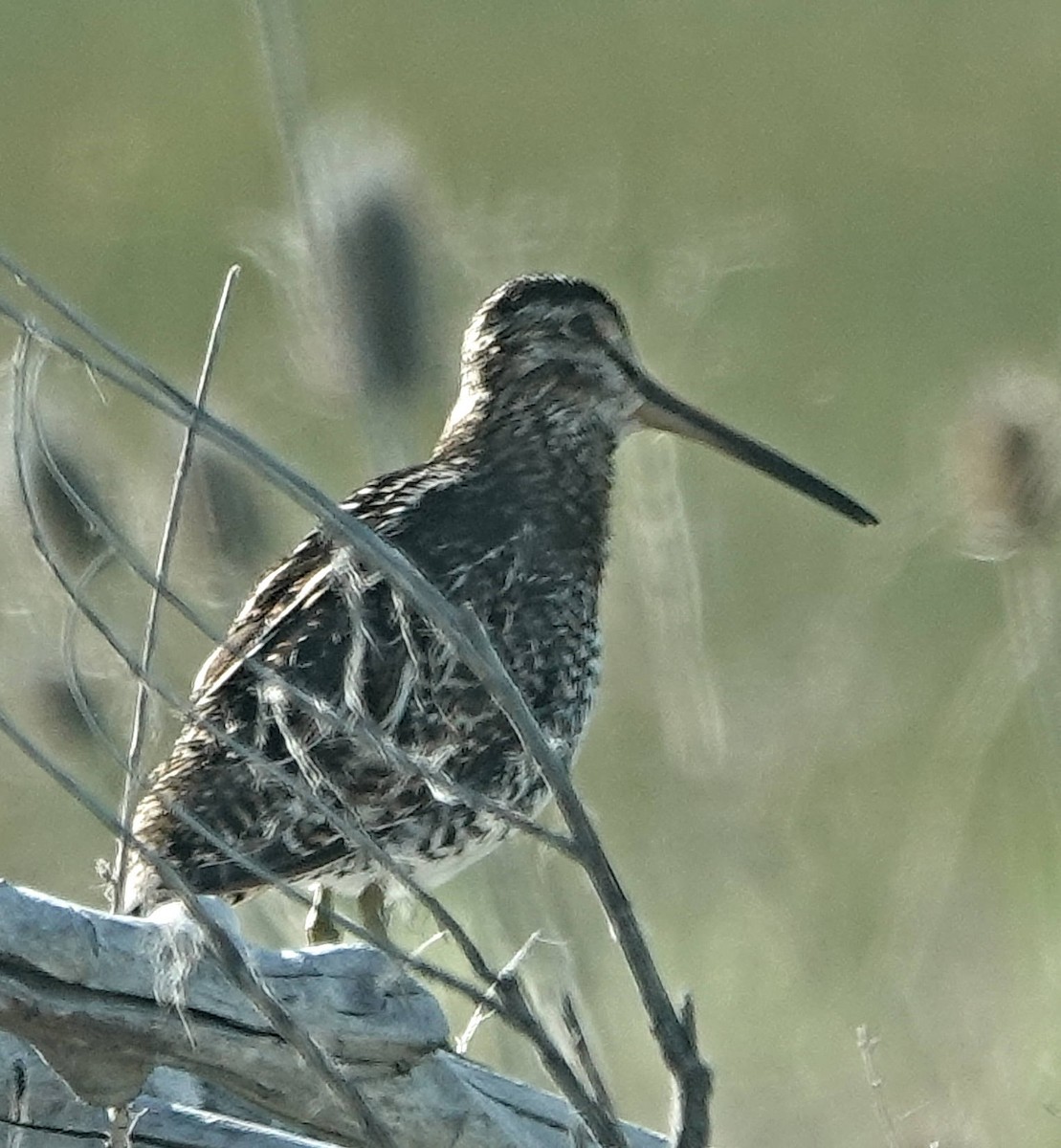 Wilson's Snipe - ML620065092