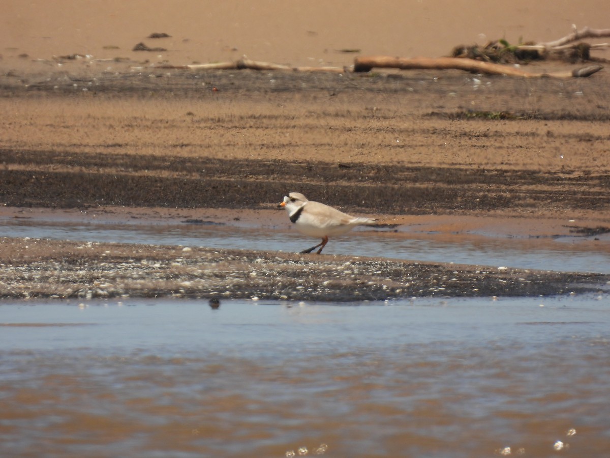 Piping Plover - ML620065093
