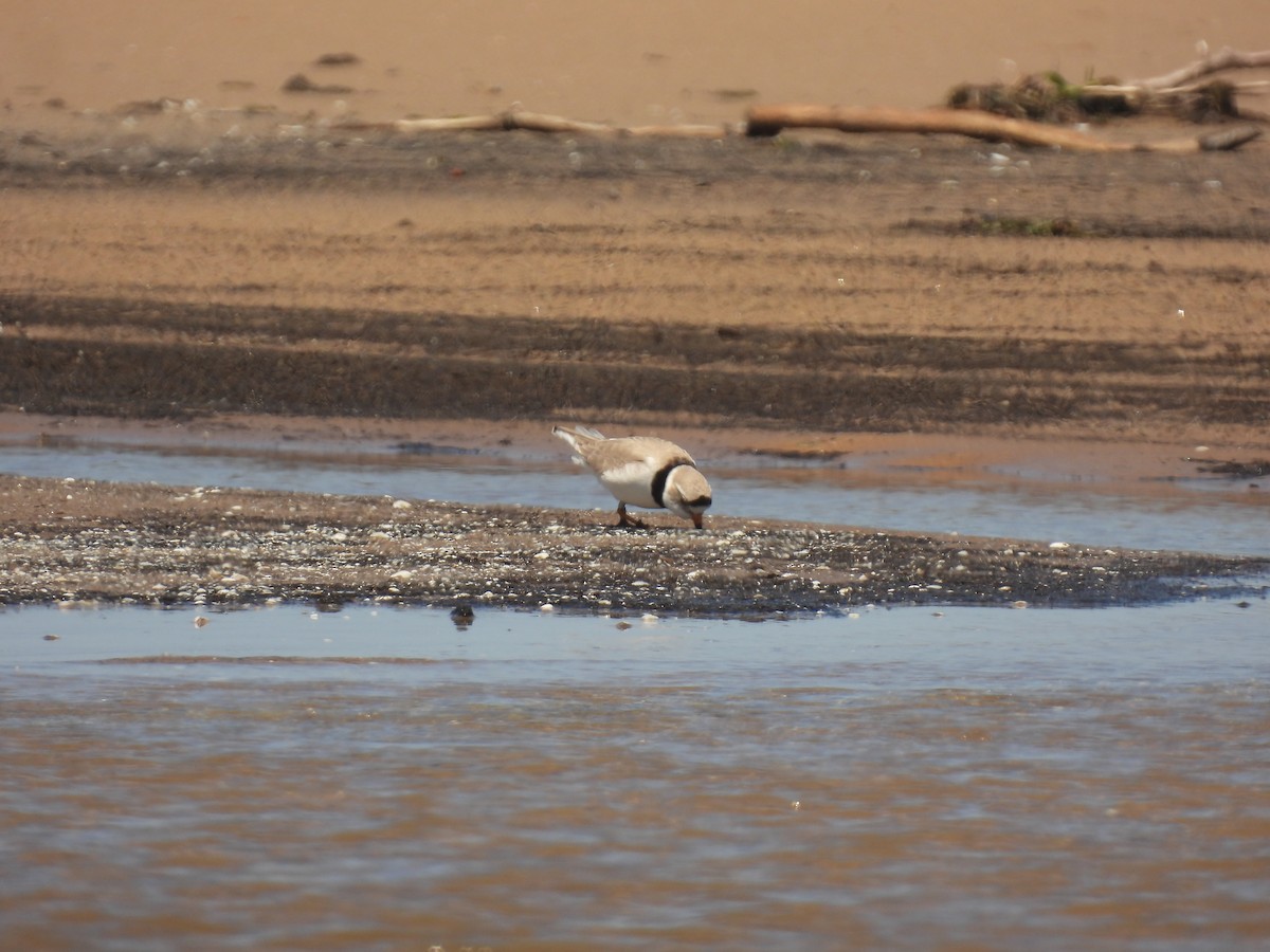 Piping Plover - ML620065096