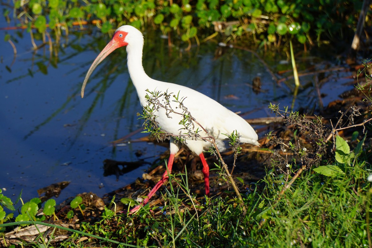 ibis bílý - ML620065099
