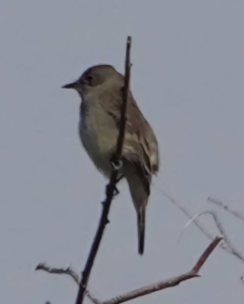 Willow Flycatcher - ML620065101