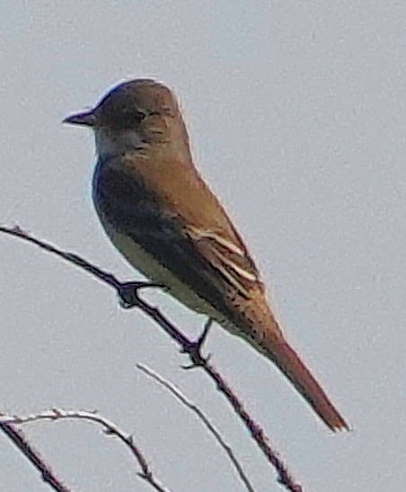 Willow Flycatcher - ML620065102