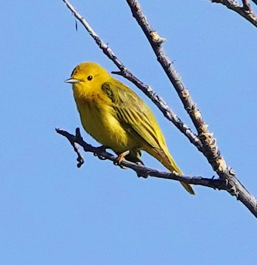 Yellow Warbler - ML620065116