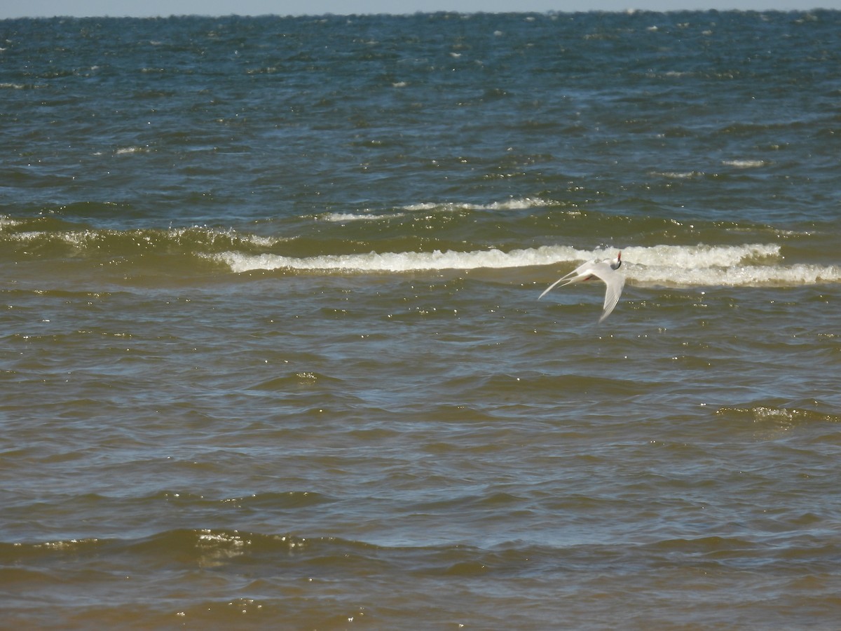 Common Tern - ML620065123