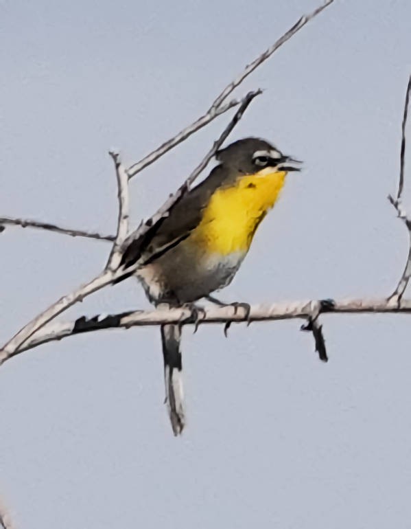 Yellow-breasted Chat - ML620065126