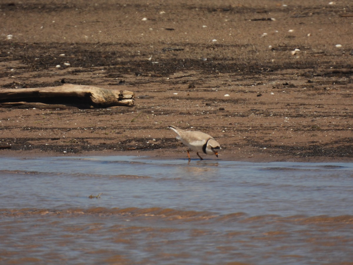 Piping Plover - ML620065129