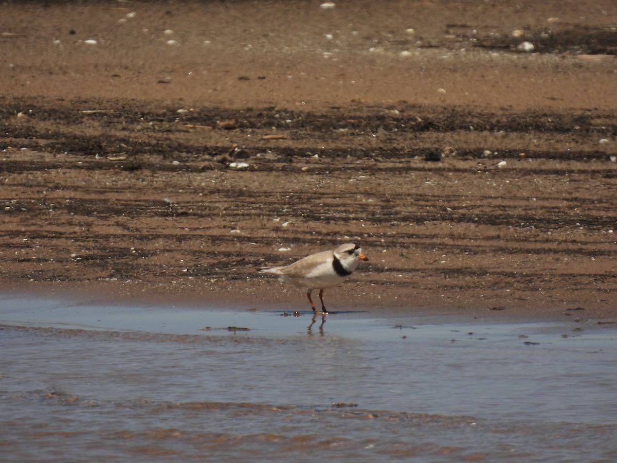 Piping Plover - ML620065131