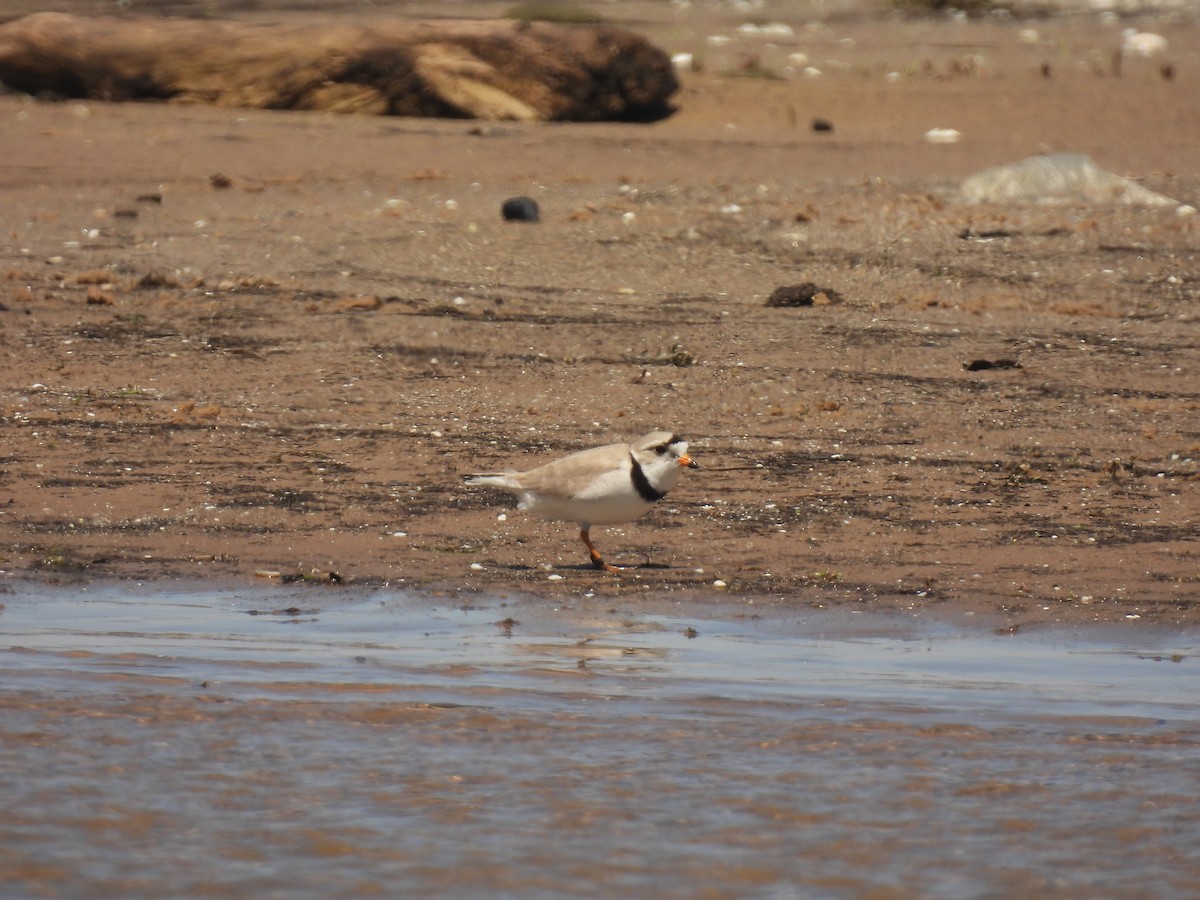 Piping Plover - ML620065135