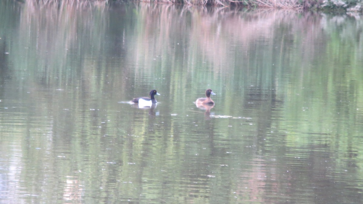 Tufted Duck - ML620065136