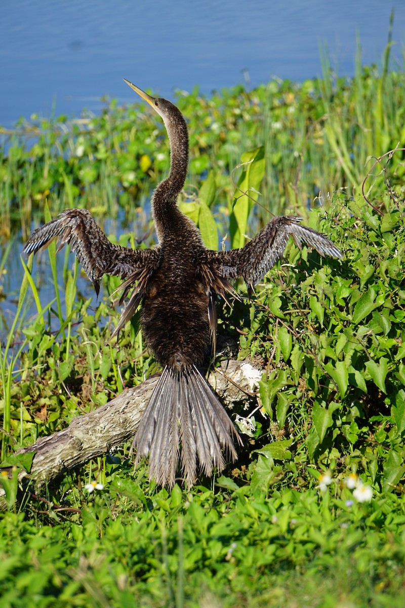 anhinga americká - ML620065137