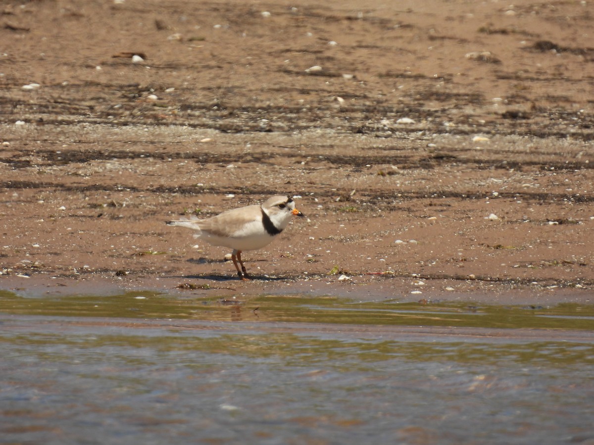 Piping Plover - ML620065146