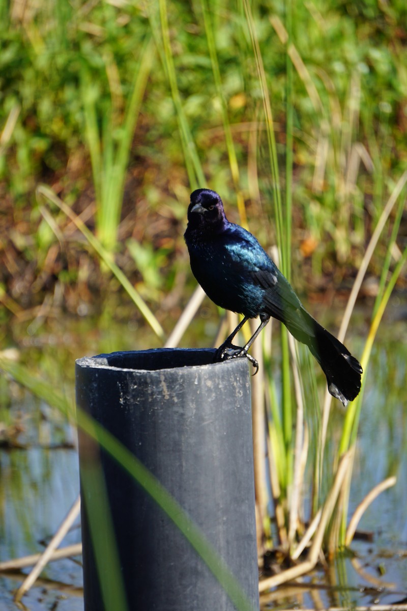 Boat-tailed Grackle - ML620065149