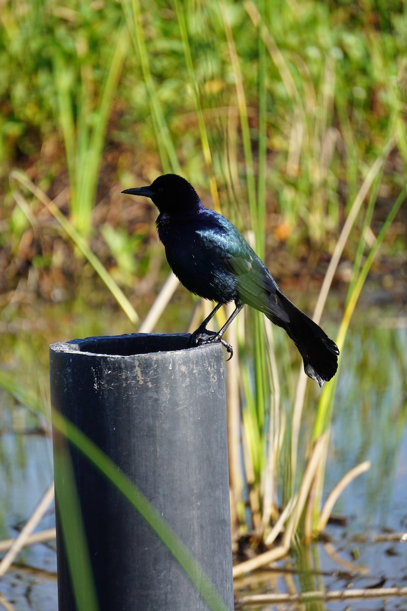 Boat-tailed Grackle - ML620065150