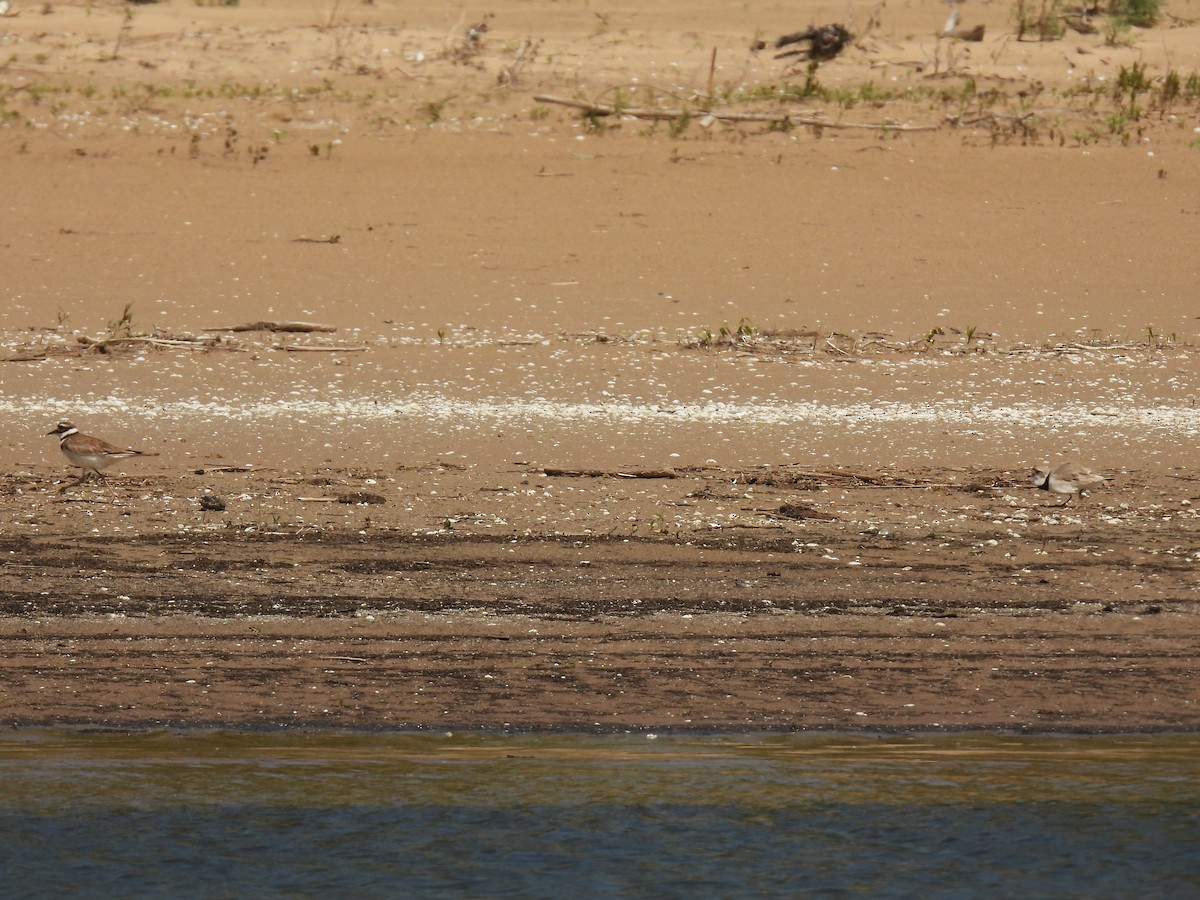Piping Plover - ML620065158
