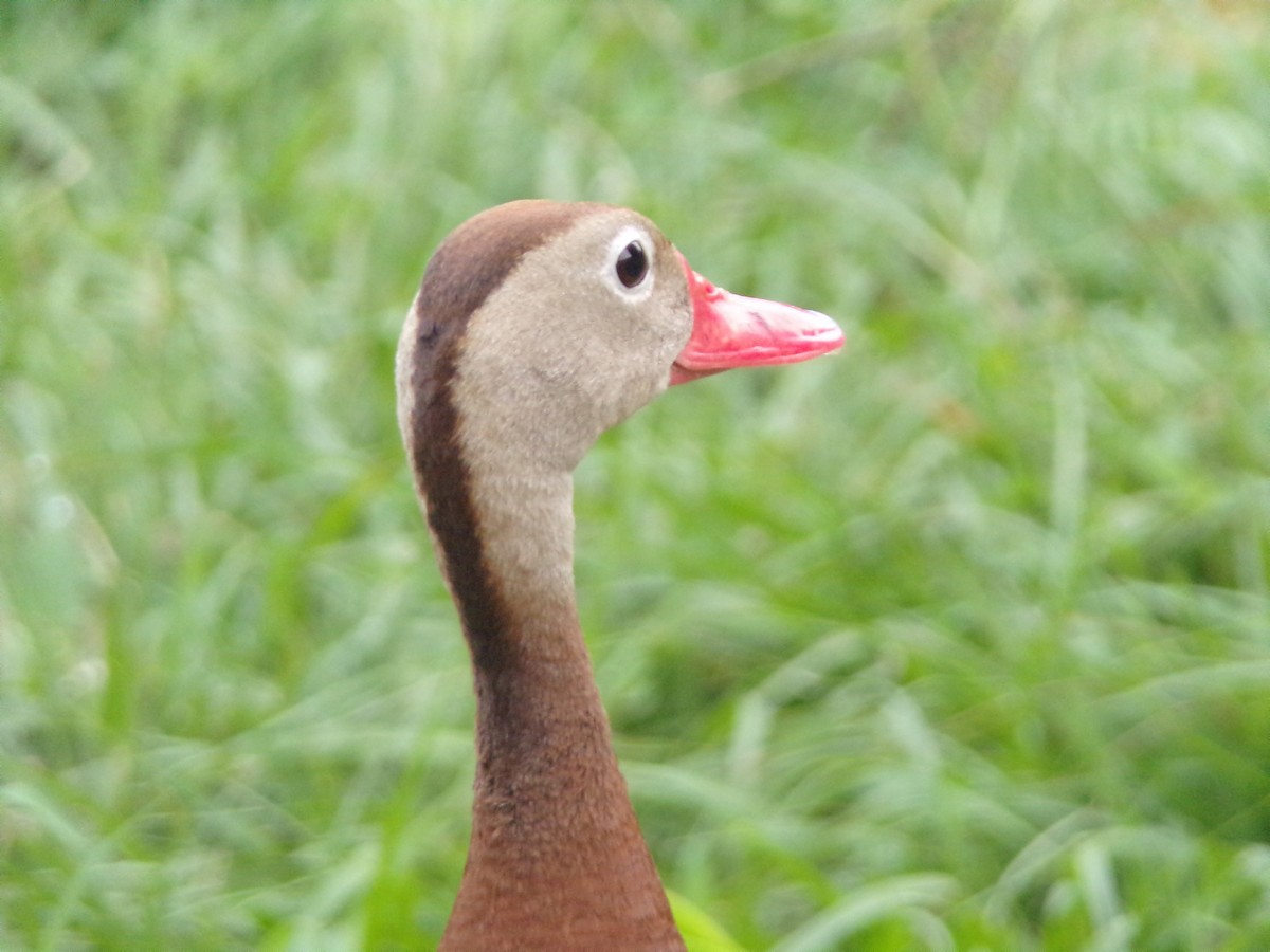 Black-bellied Whistling-Duck - ML620065170
