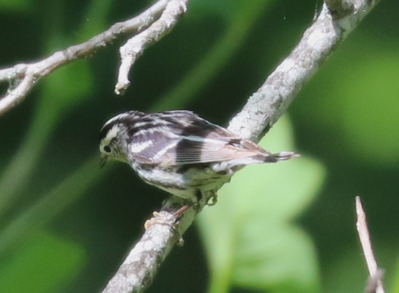 Black-and-white Warbler - ML620065171