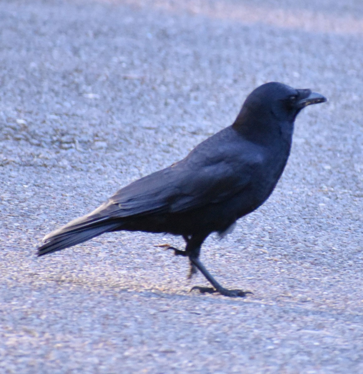 American Crow - ML620065183