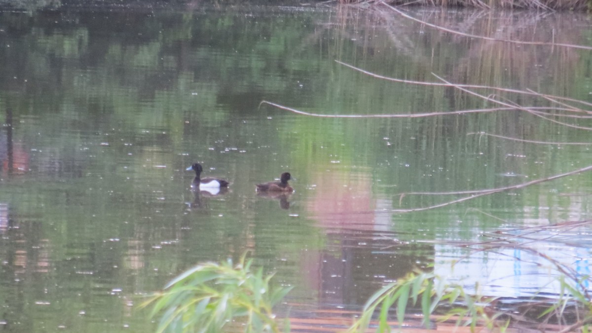 Tufted Duck - ML620065206