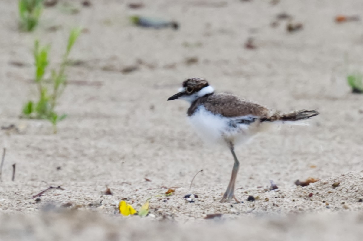 Killdeer - ML620065245