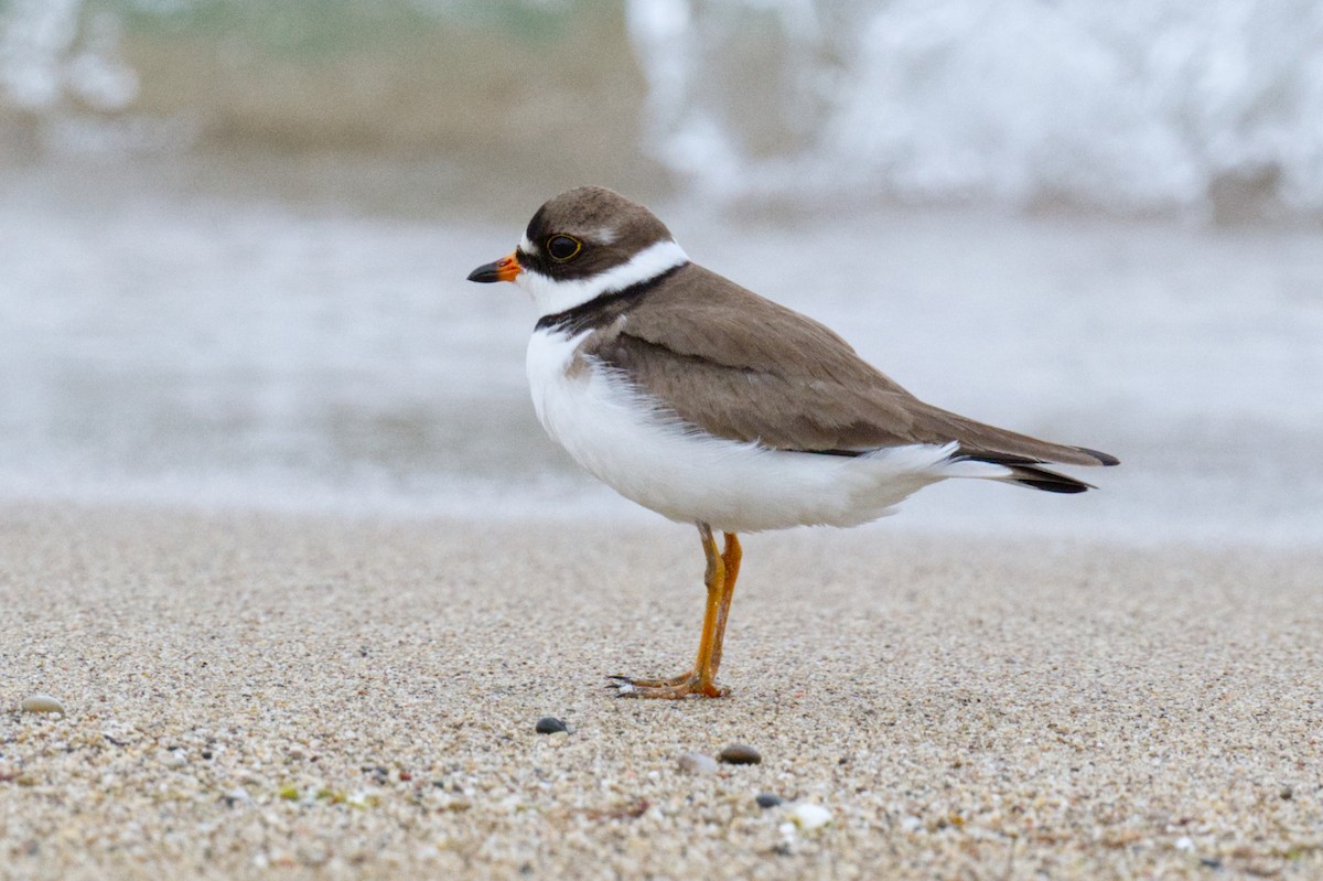 Semipalmated Plover - ML620065255