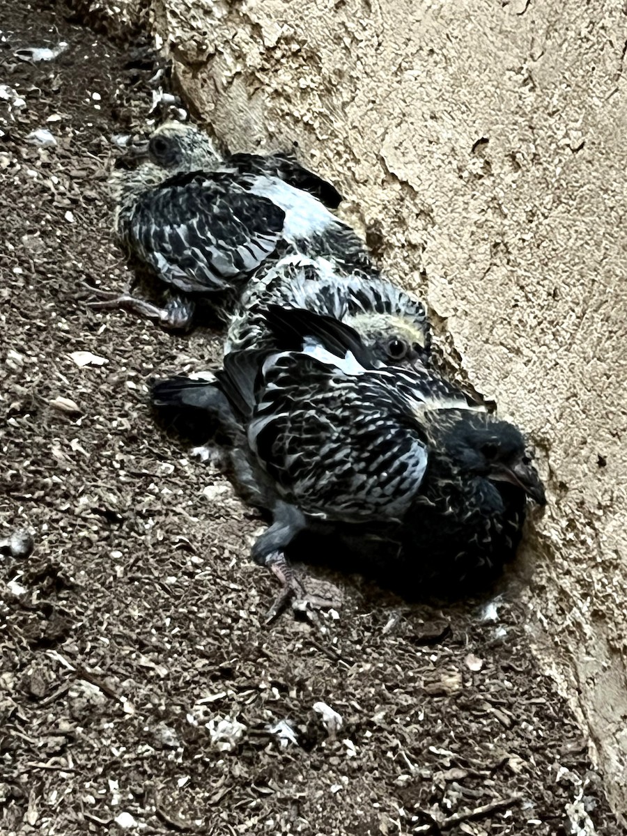 Rock Pigeon (Feral Pigeon) - ML620065273