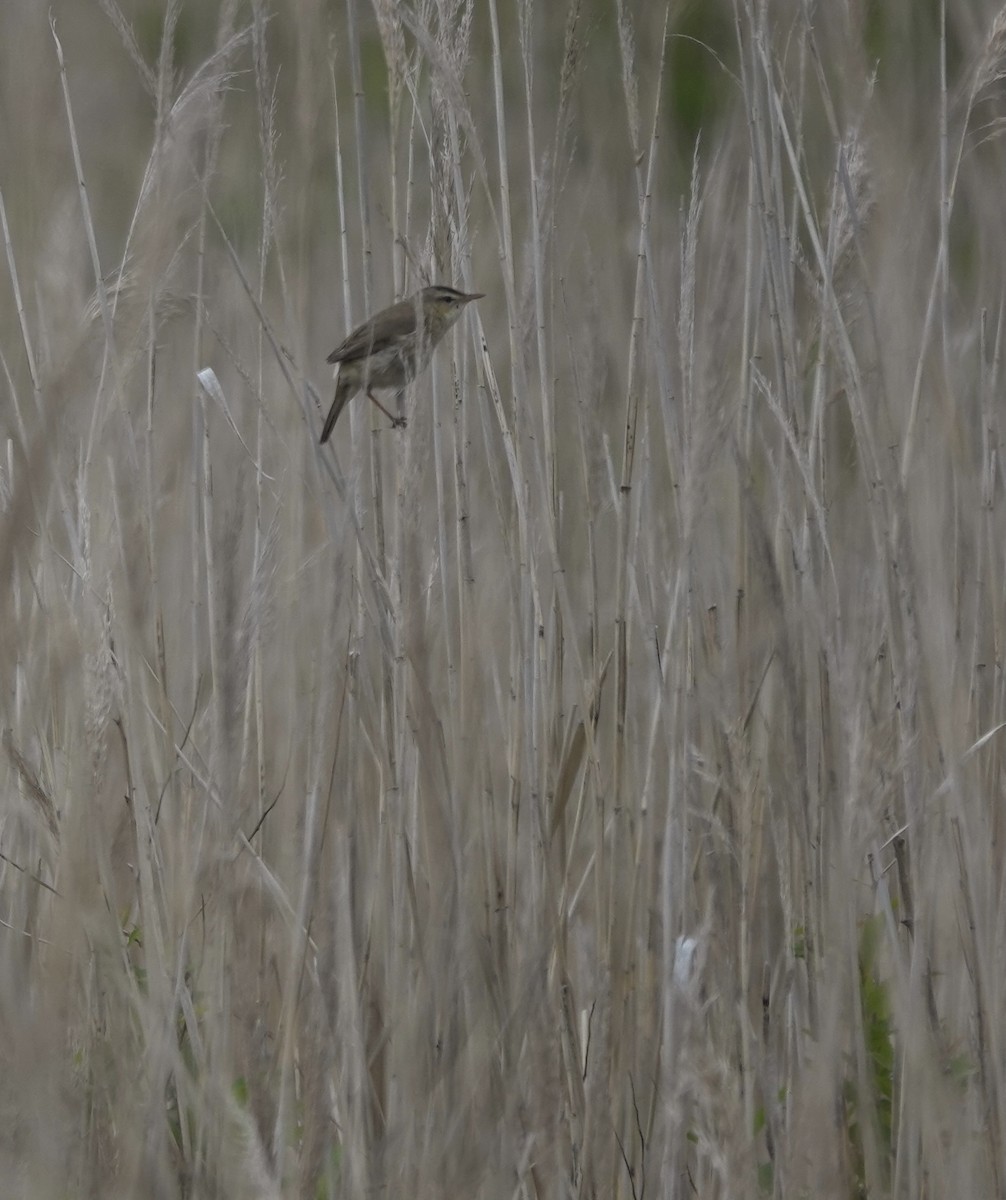 Black-browed Reed Warbler - ML620065275