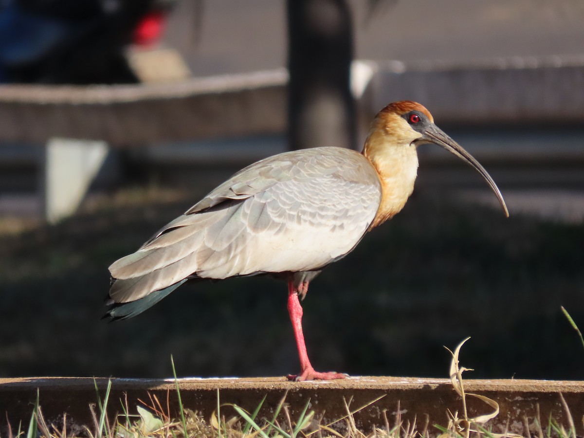 ibis bělokřídlý - ML620065291