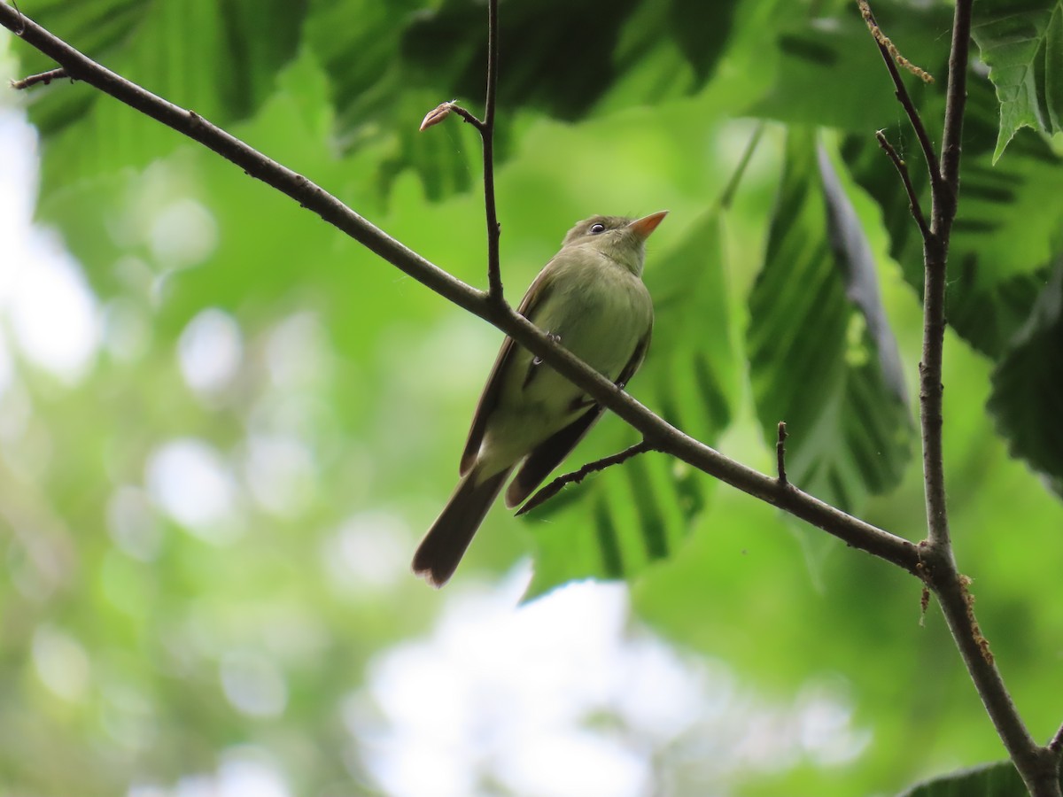 Acadian Flycatcher - ML620065348