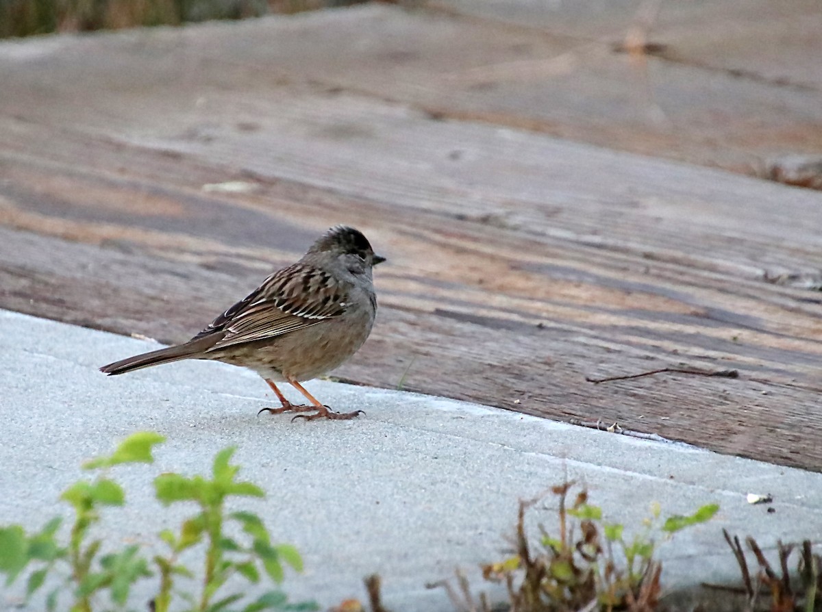 Golden-crowned Sparrow - ML620065351