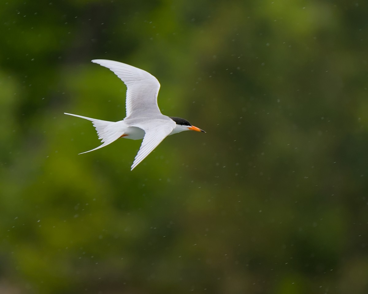 Forster's Tern - ML620065409