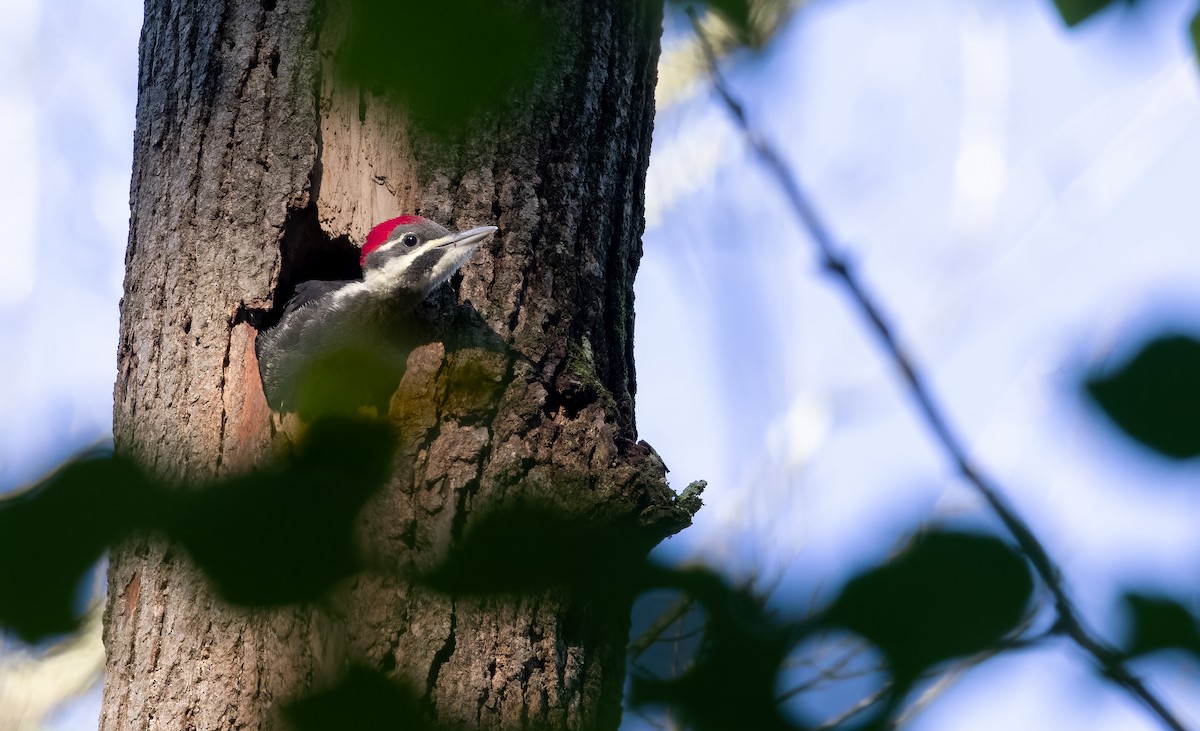 Pileated Woodpecker - ML620065414