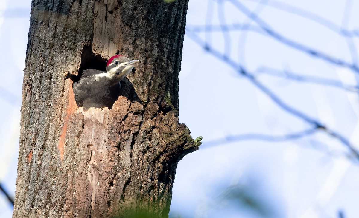 Pileated Woodpecker - ML620065416