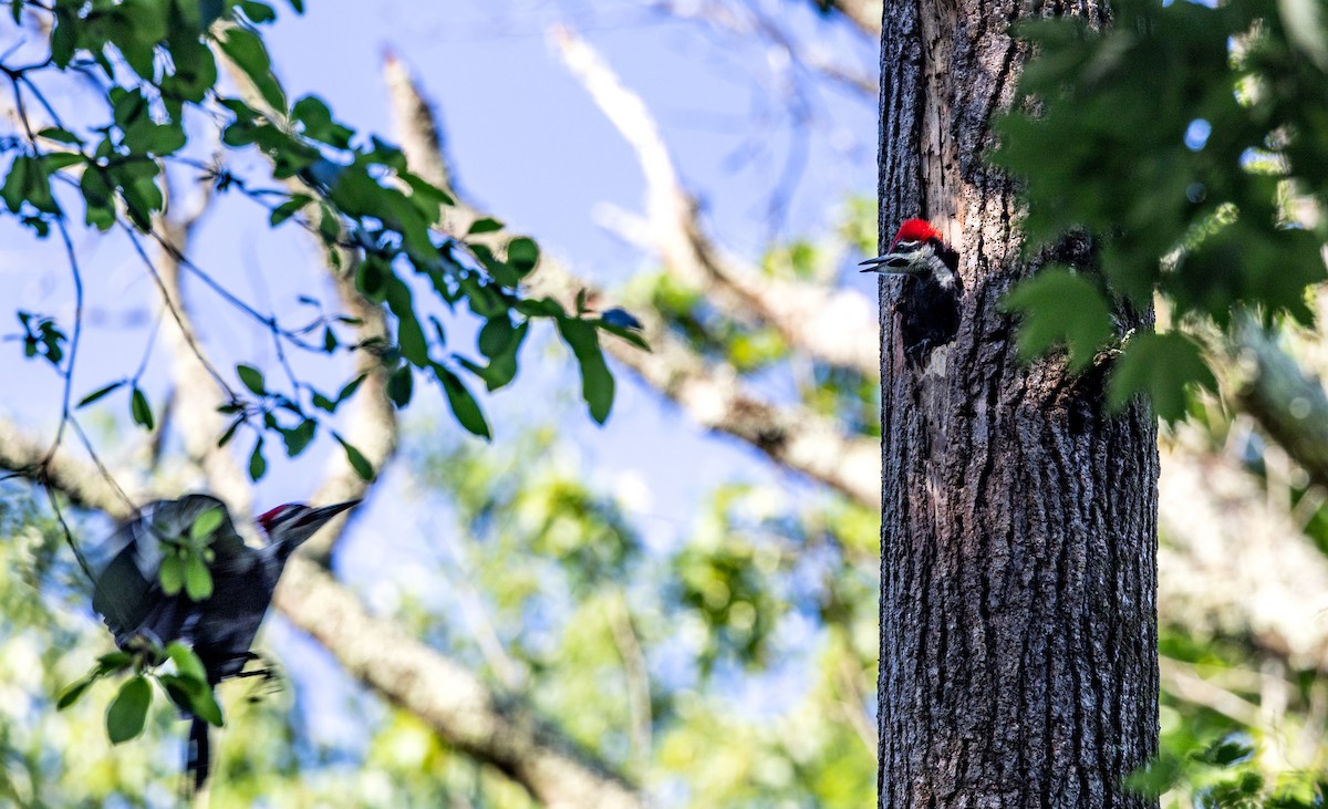 Pileated Woodpecker - ML620065418