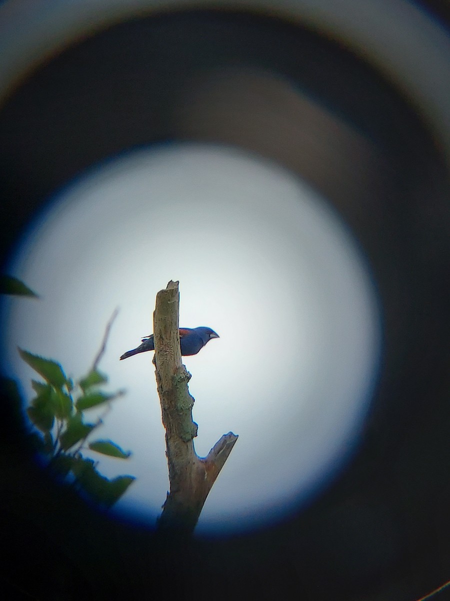 Blue Grosbeak - ML620065422