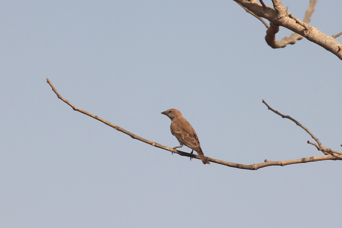 Sahel Bush Sparrow - ML620065423
