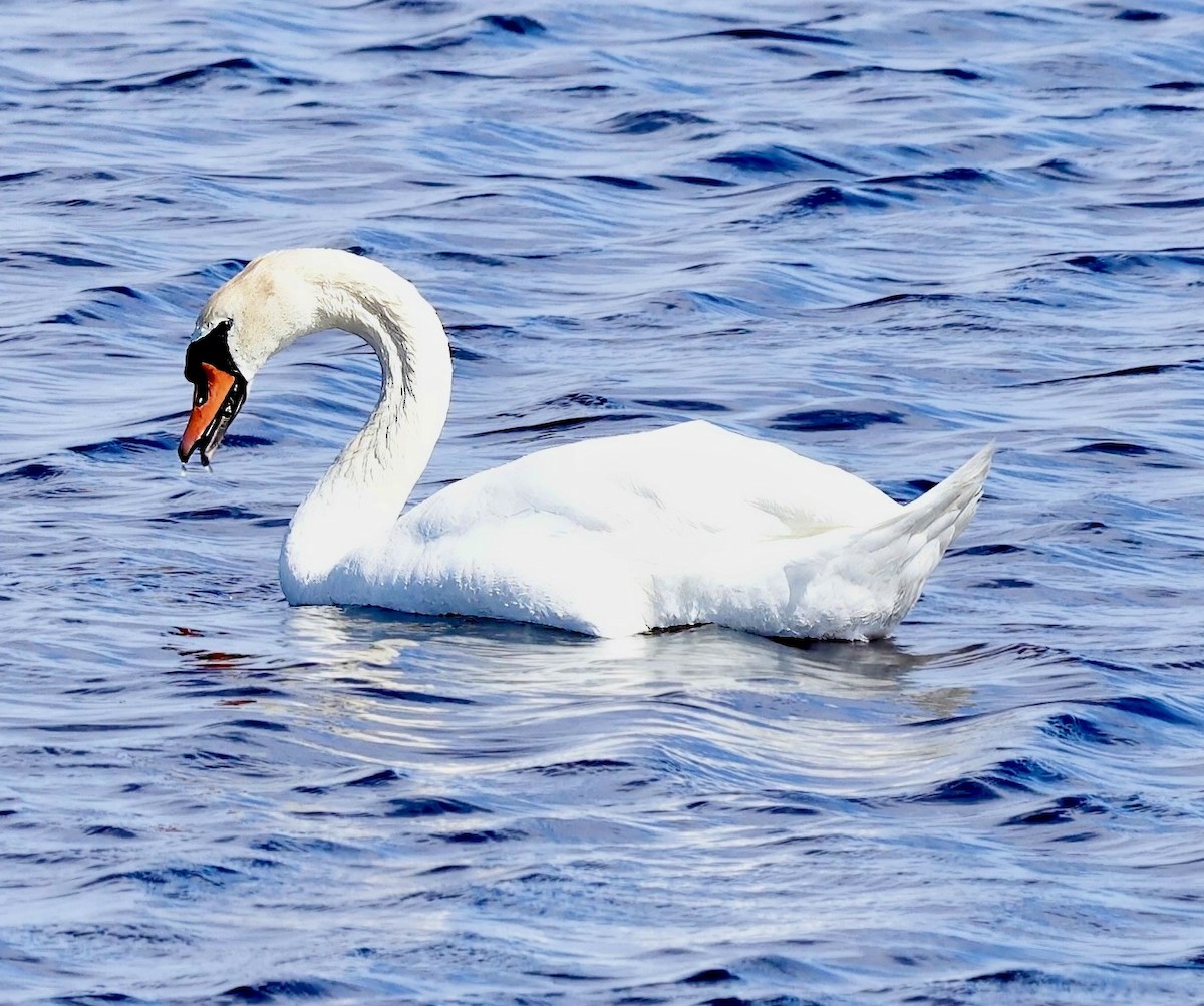 Cygne tuberculé - ML620065428