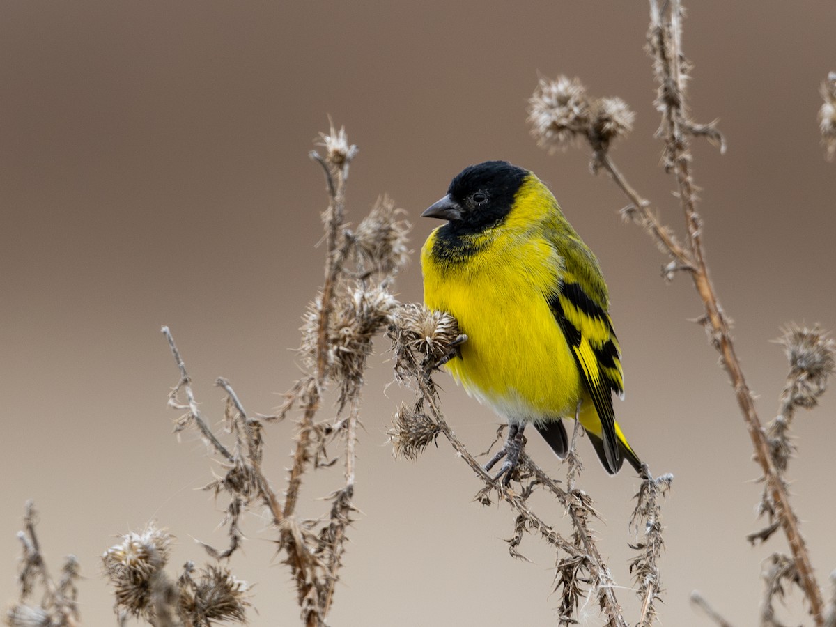 Hooded Siskin - ML620065443