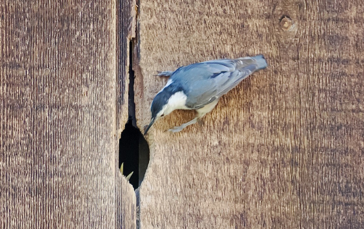 White-breasted Nuthatch - ML620065453