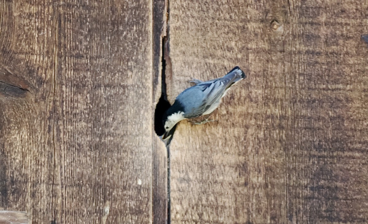 White-breasted Nuthatch - ML620065456