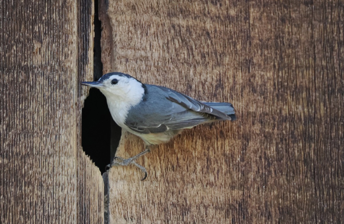 White-breasted Nuthatch - ML620065457