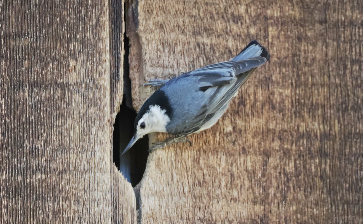 White-breasted Nuthatch - ML620065458