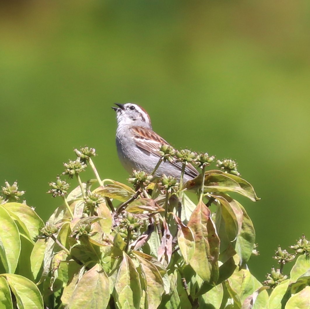 Chipping Sparrow - Herbert King