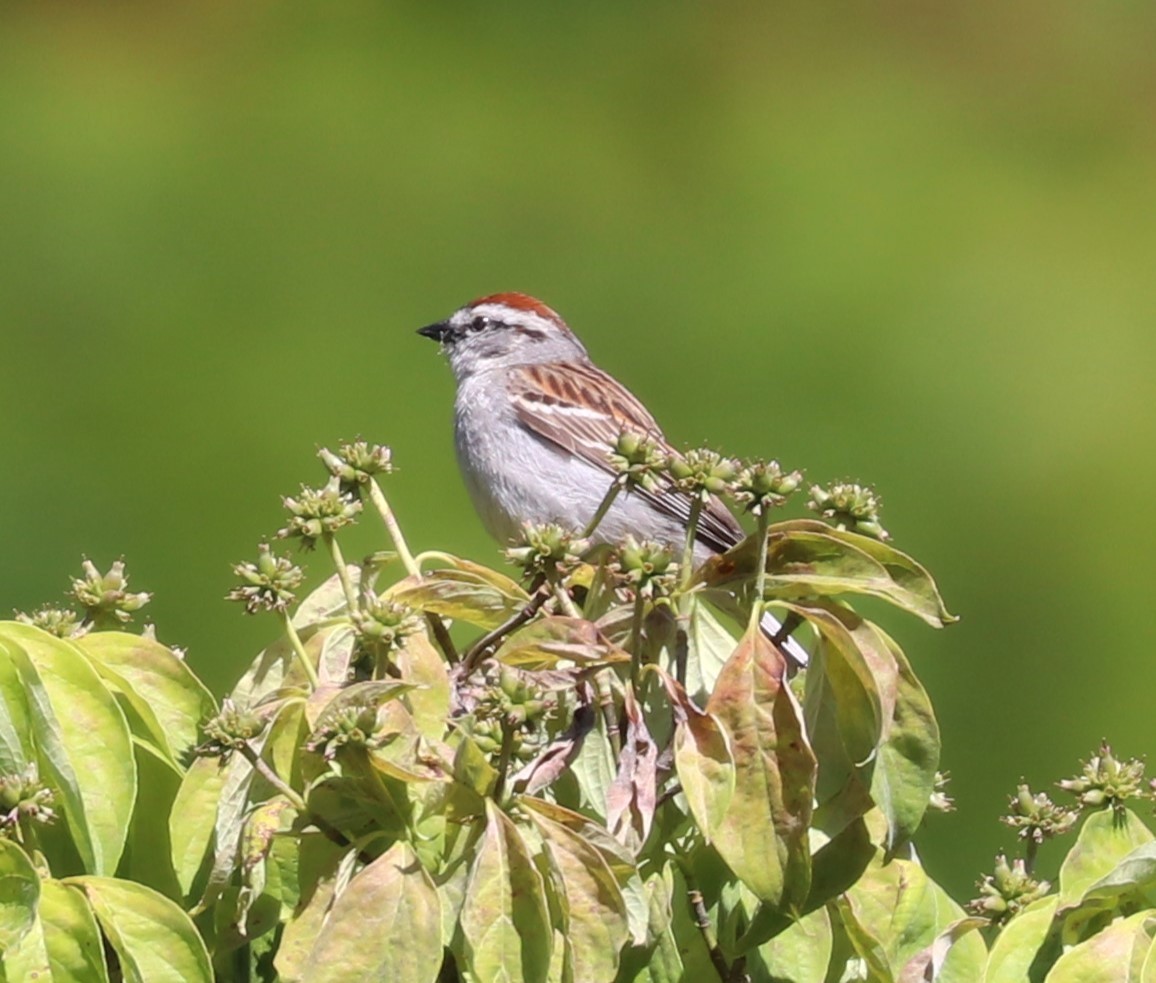 Chipping Sparrow - ML620065463
