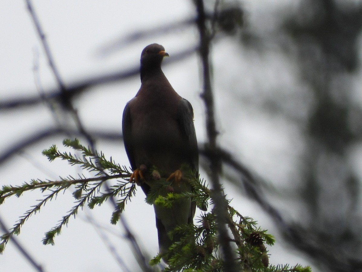 Band-tailed Pigeon - ML620065466