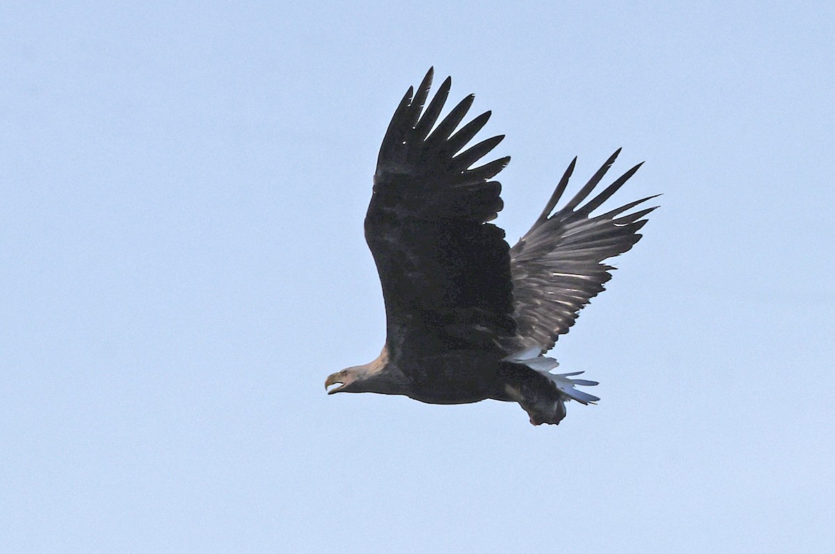 White-tailed Eagle - ML620065470