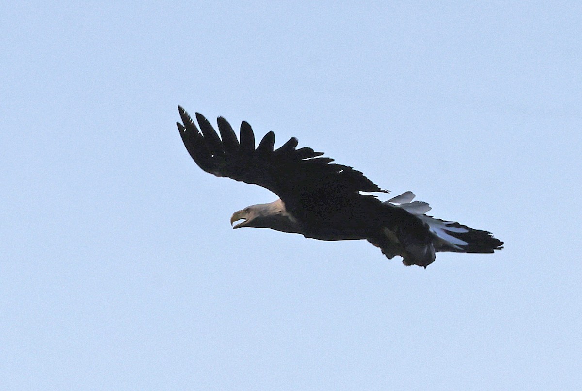 White-tailed Eagle - ML620065471