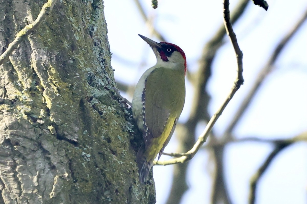 Eurasian Green Woodpecker - ML620065489